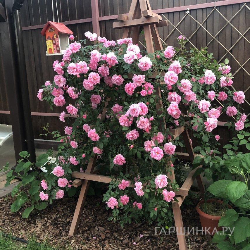 Роза Джон Дэвис канадская парковая (лиц)