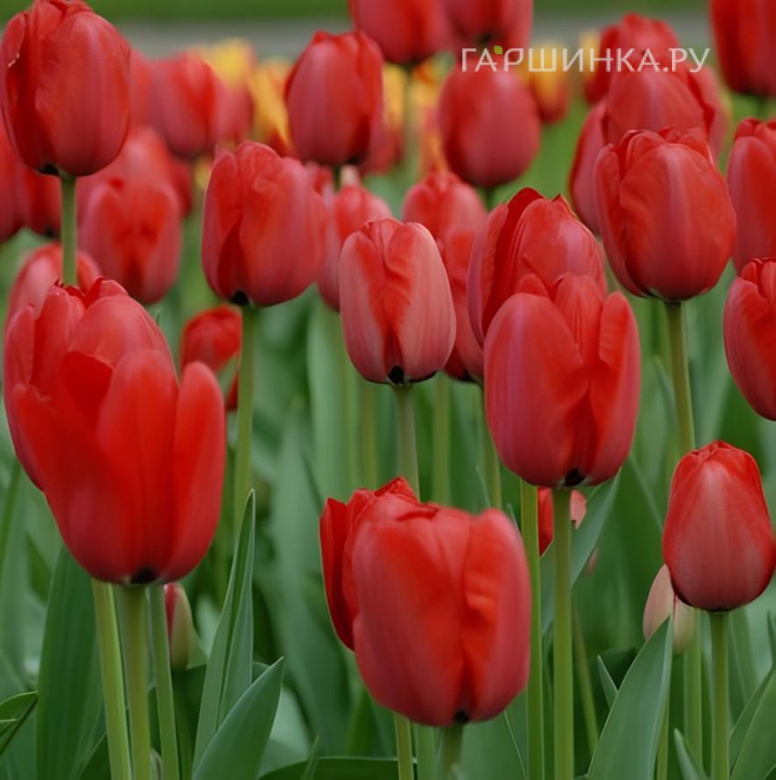 Тюльпан Ред Импрешн Дарвина