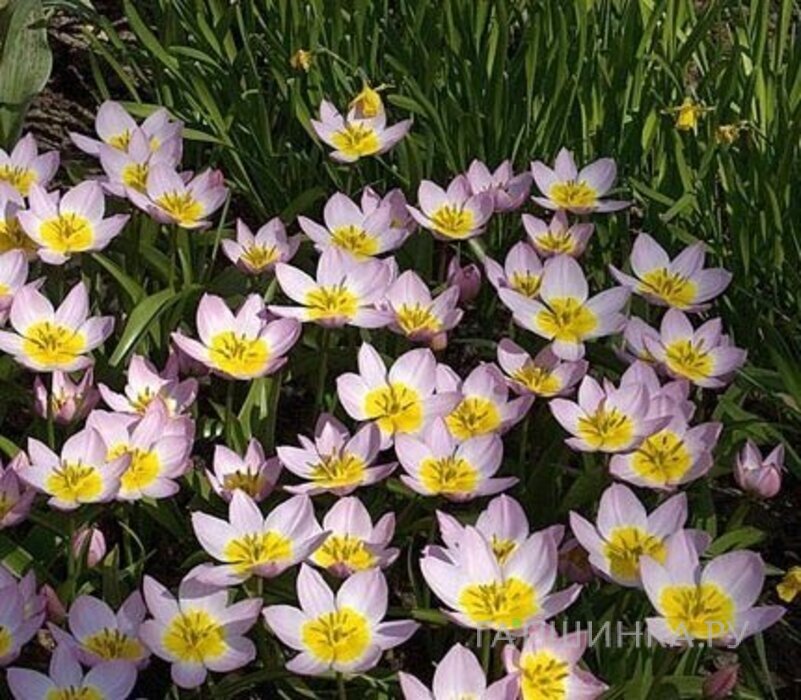 Тюльпан Саксатилис ботанический 10шт