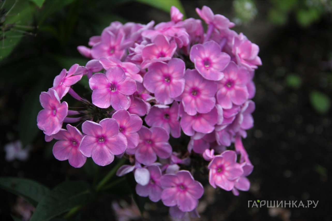 Флокс Анна Каренина