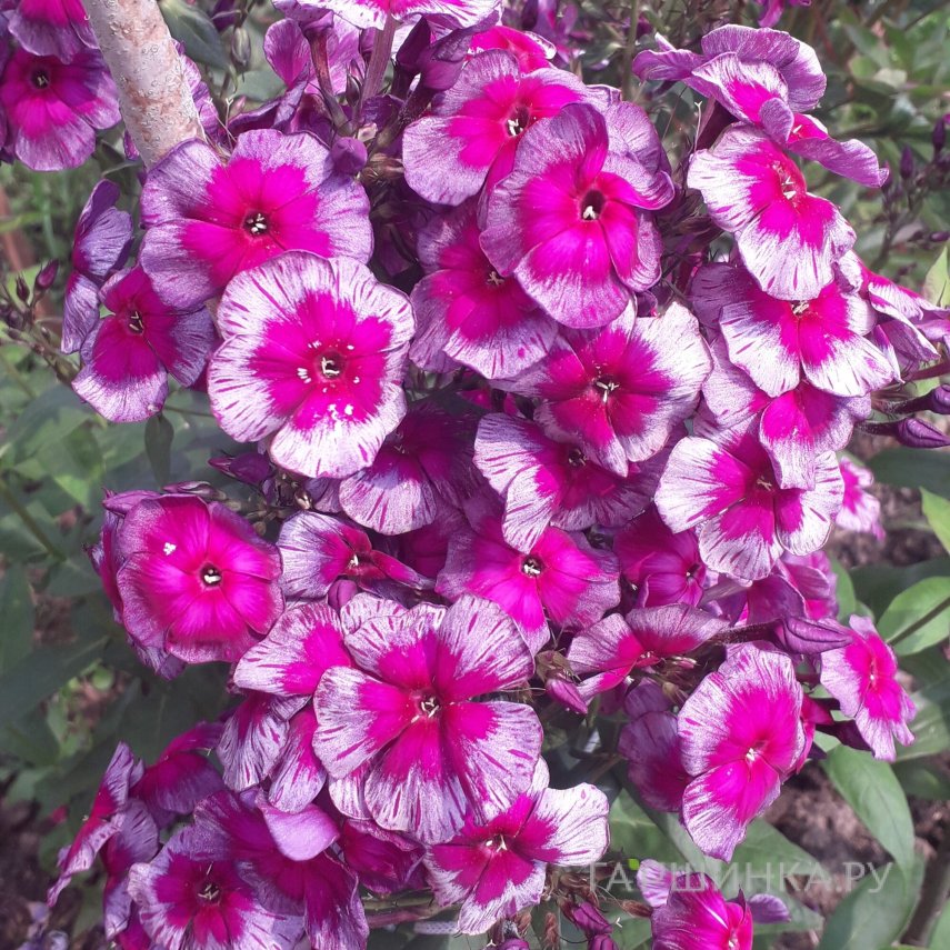 Флокс Дракон