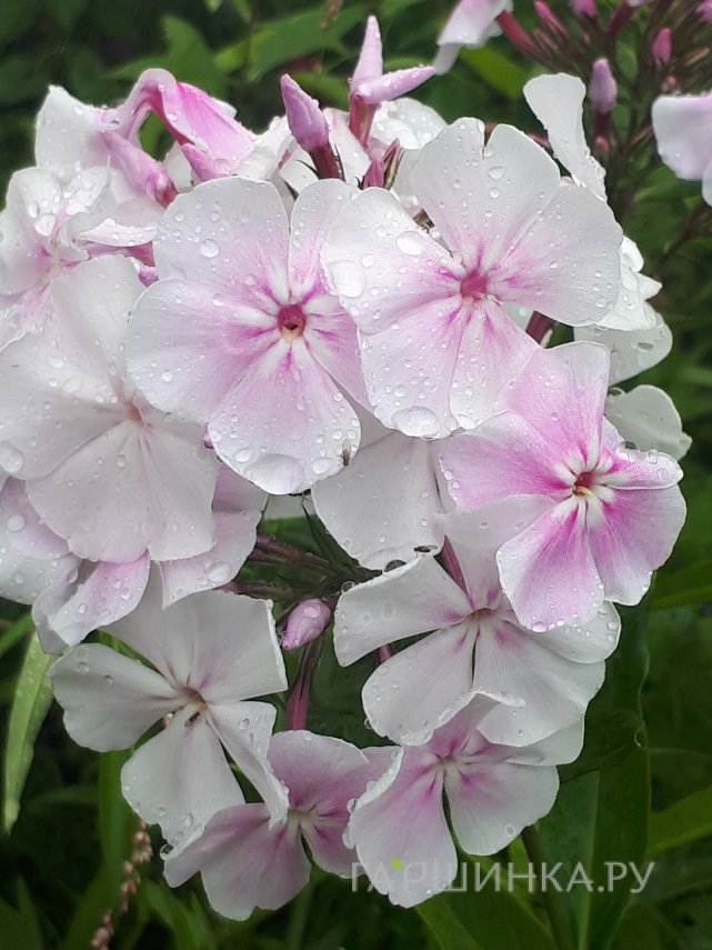 Флокс Зимнее утро