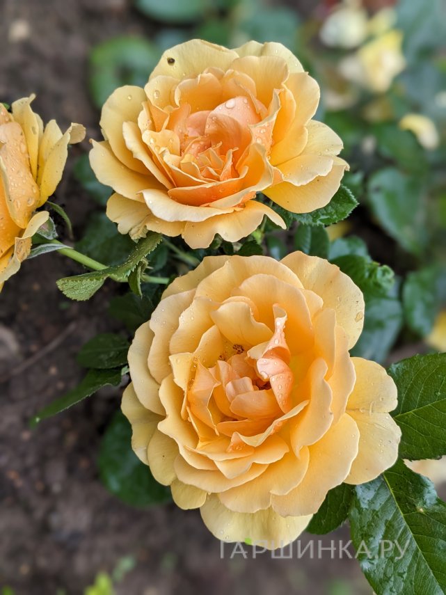 Роза Амбер Куин флорибунда, Imperial Rose