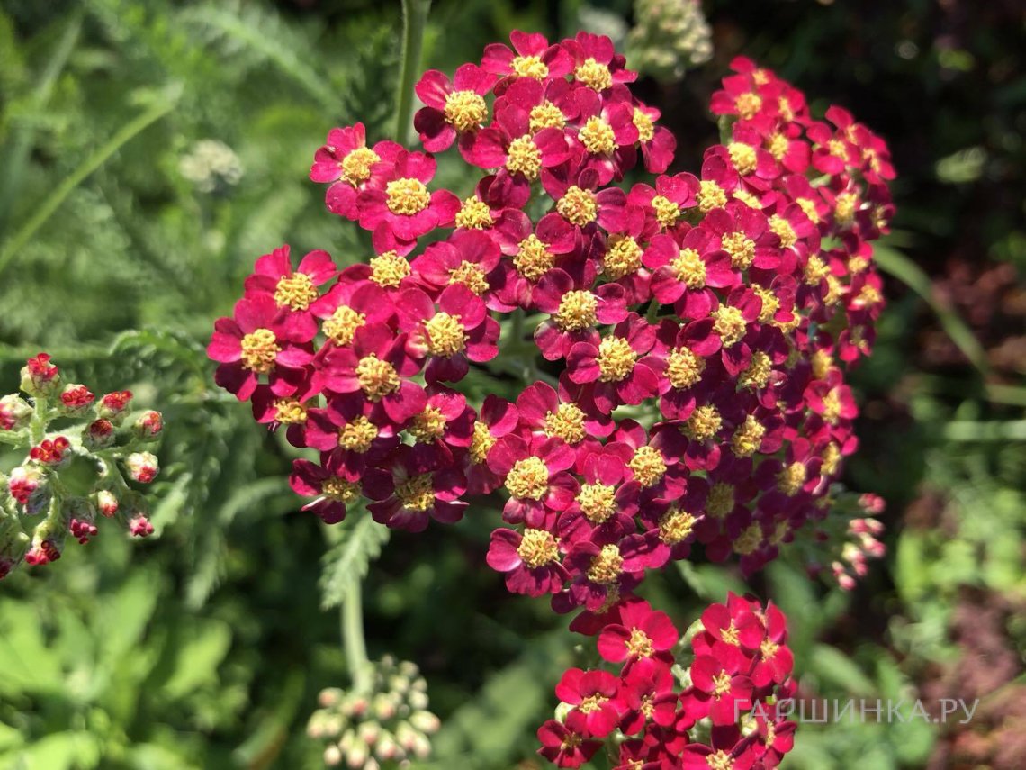 Тысячелистник Ред Вельвет