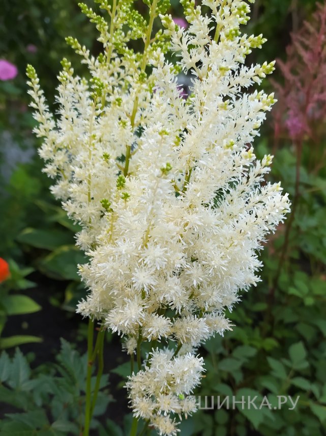 Астильба Арендса Диамант