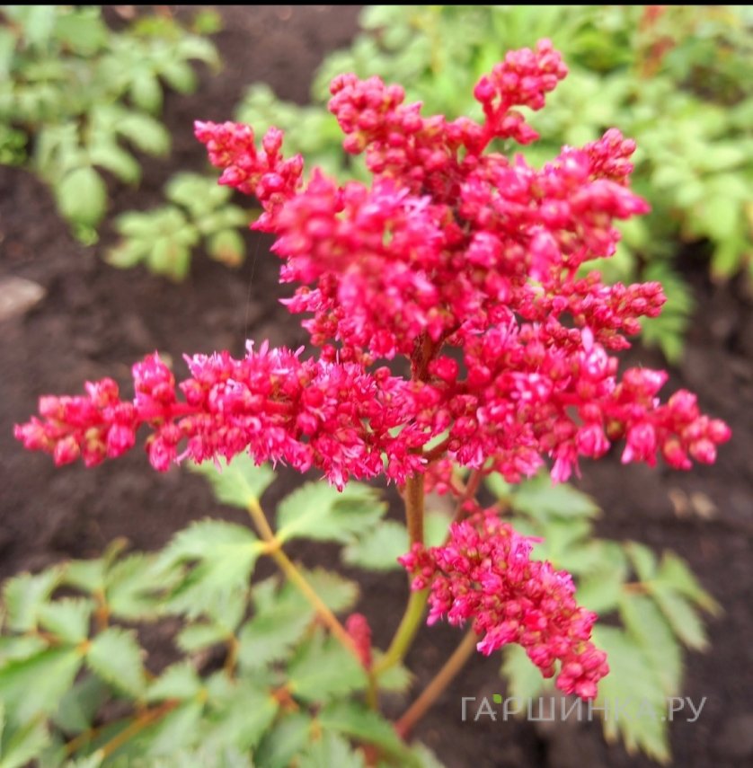 Астильба Арендса Фанал