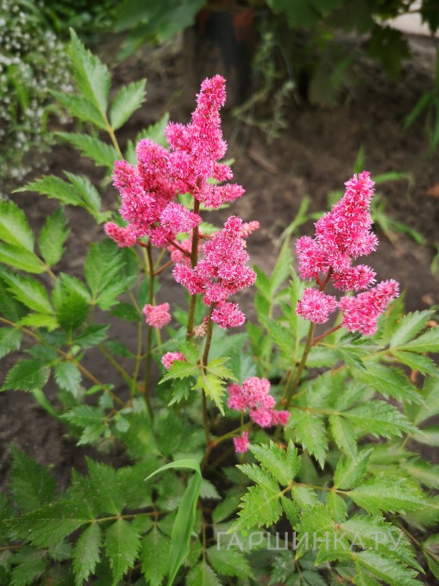 Астильба японская Кельн