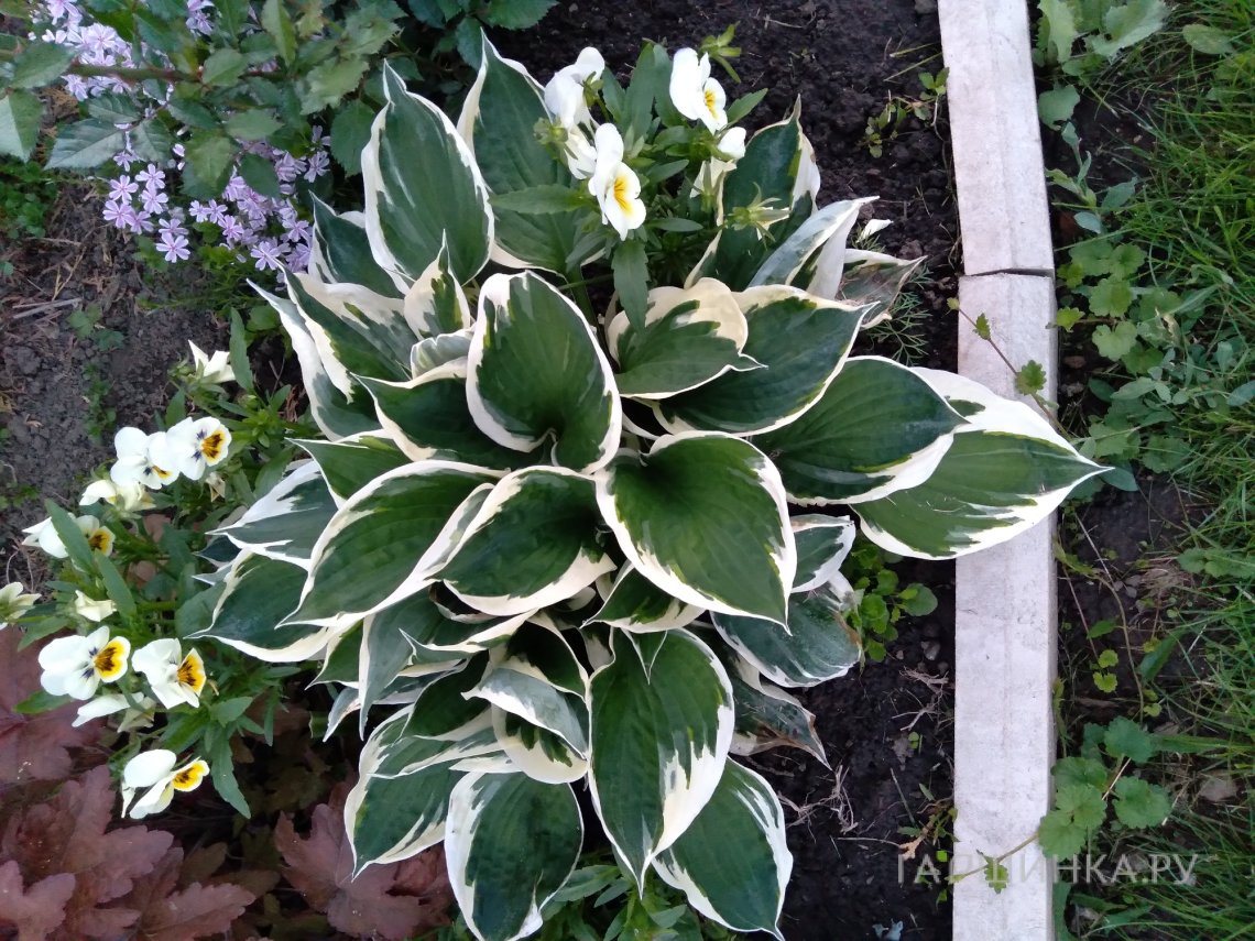 Хоста Минитмэн (SM)