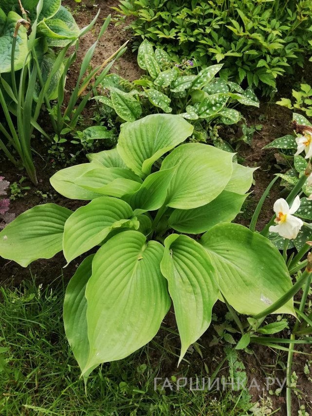 Хоста Сам энд Сабстэнс (XL)