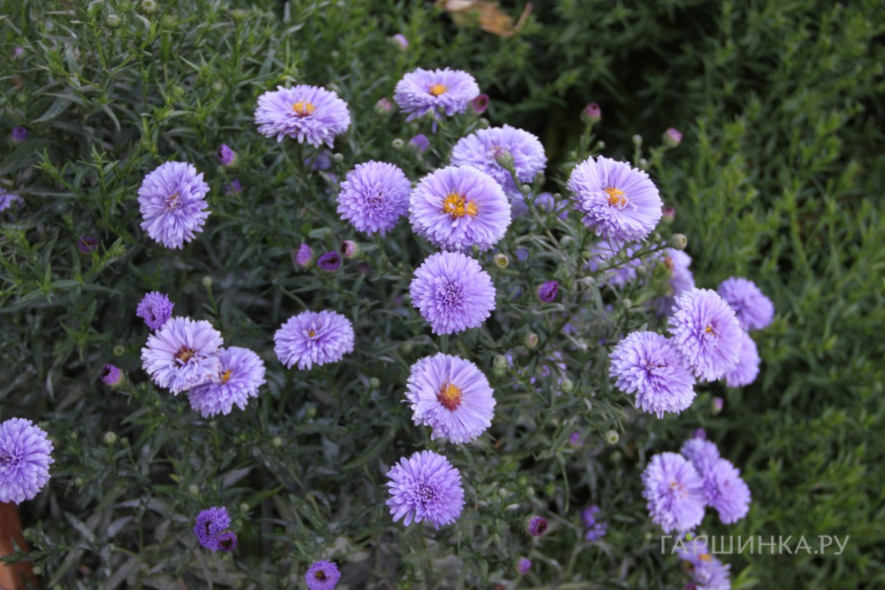 Астра новобельгийская Мари Боллард