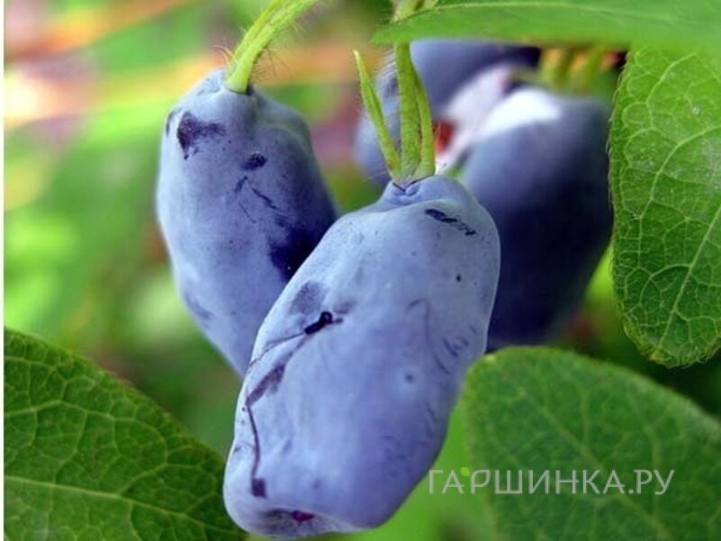 Жимолость Ленинградский великан