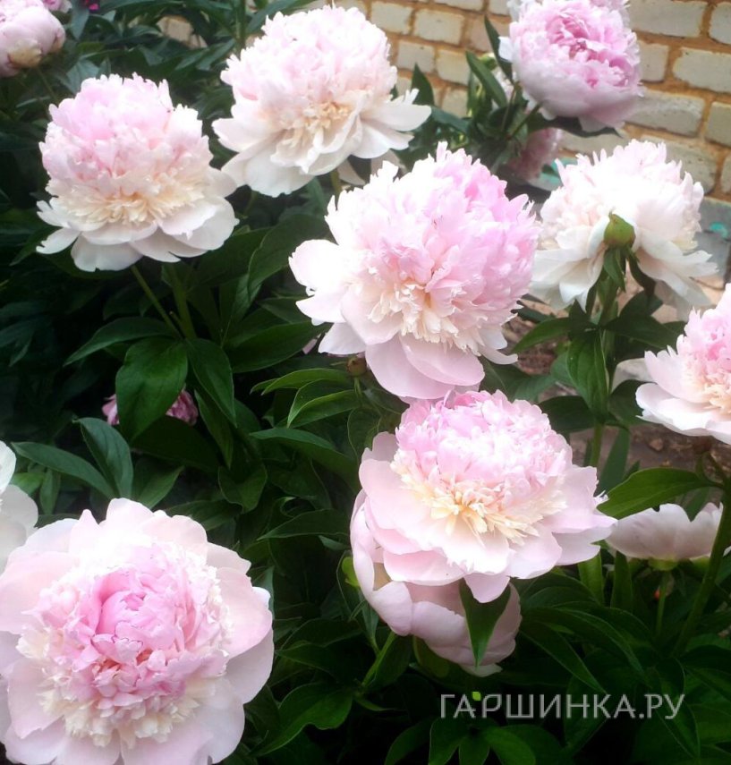 Пион лекарственный Мутабилис Плена