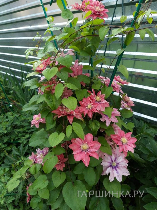 Клематис Литл Мермейд крупноцветковый (2)