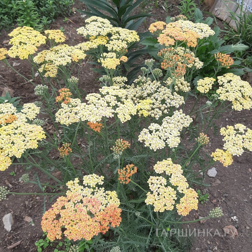 Тысячелистник Триколор