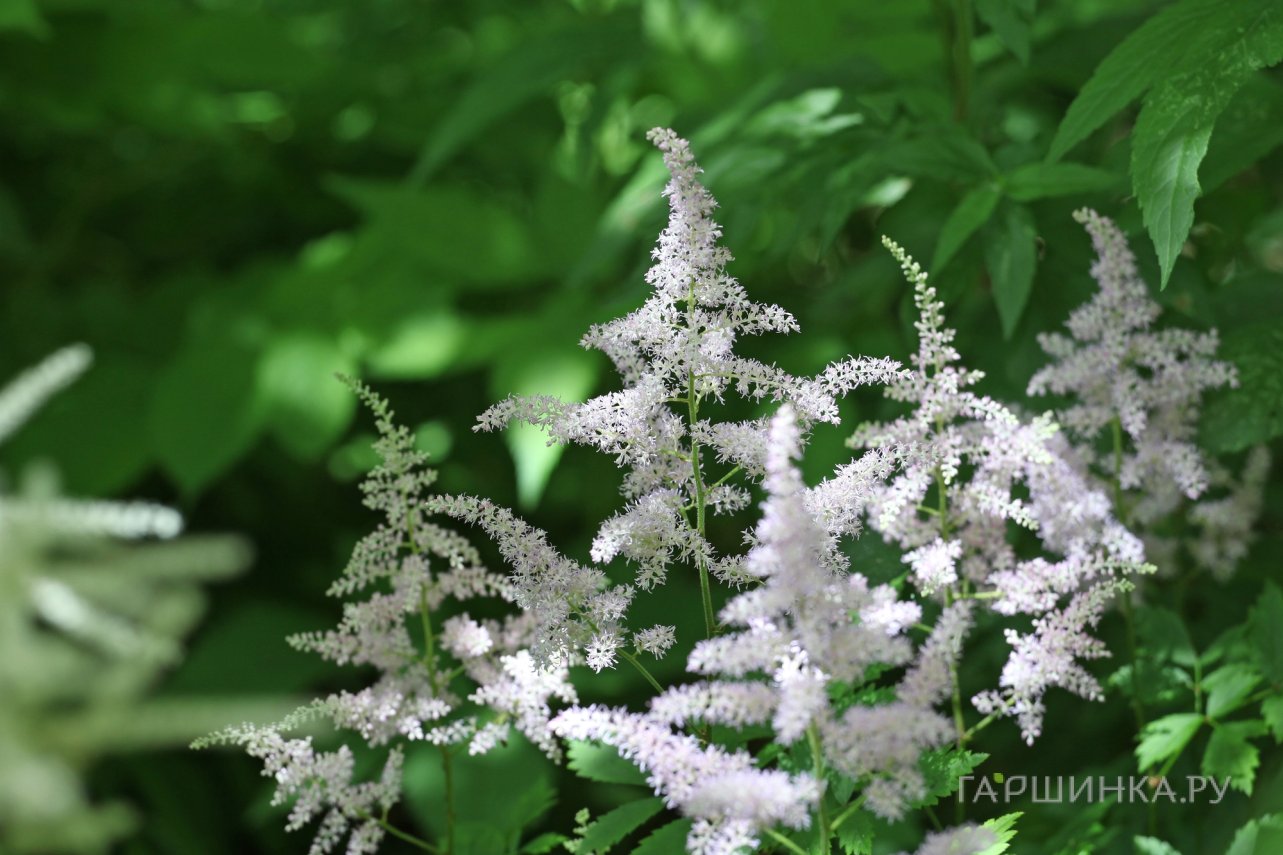 Астильба китайская Вижн ин Вайт