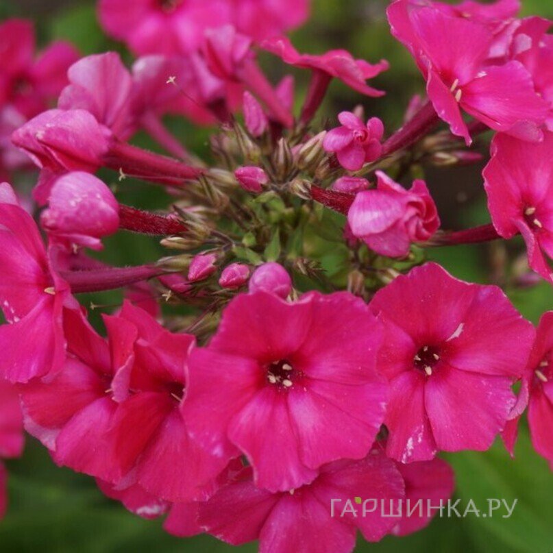 Флокс Нелли