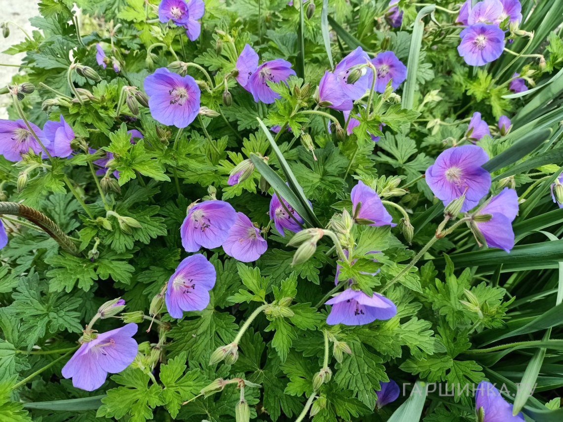 Герань садовая Джонсонс Блу