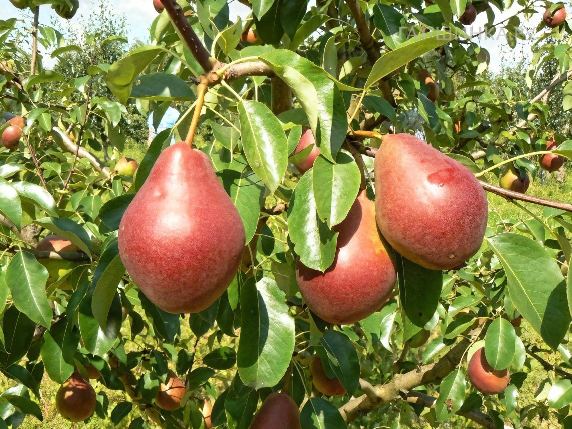 Груша Нарядная Ефимова