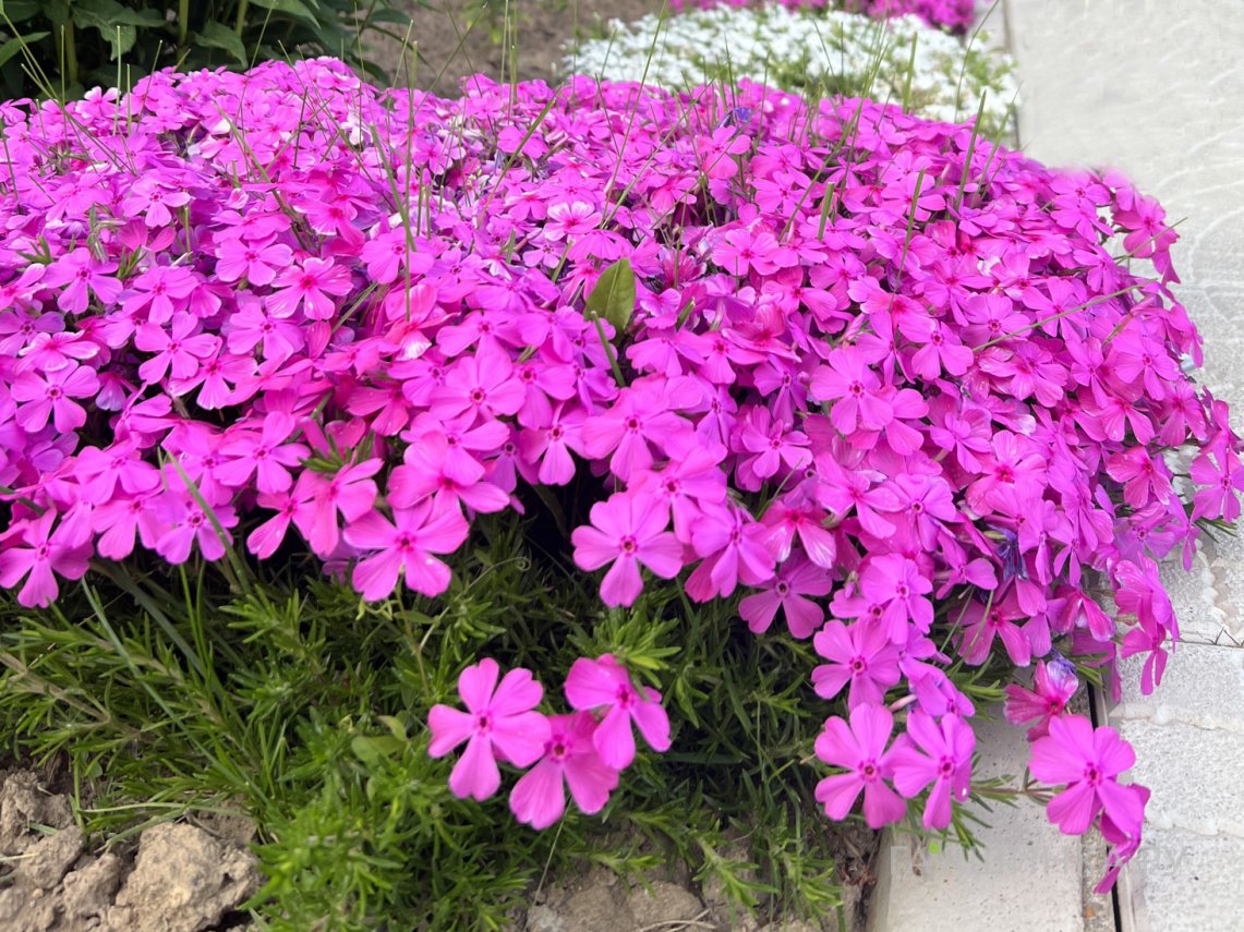 Флокс шиловидный МакДэниэлс Кьюшн