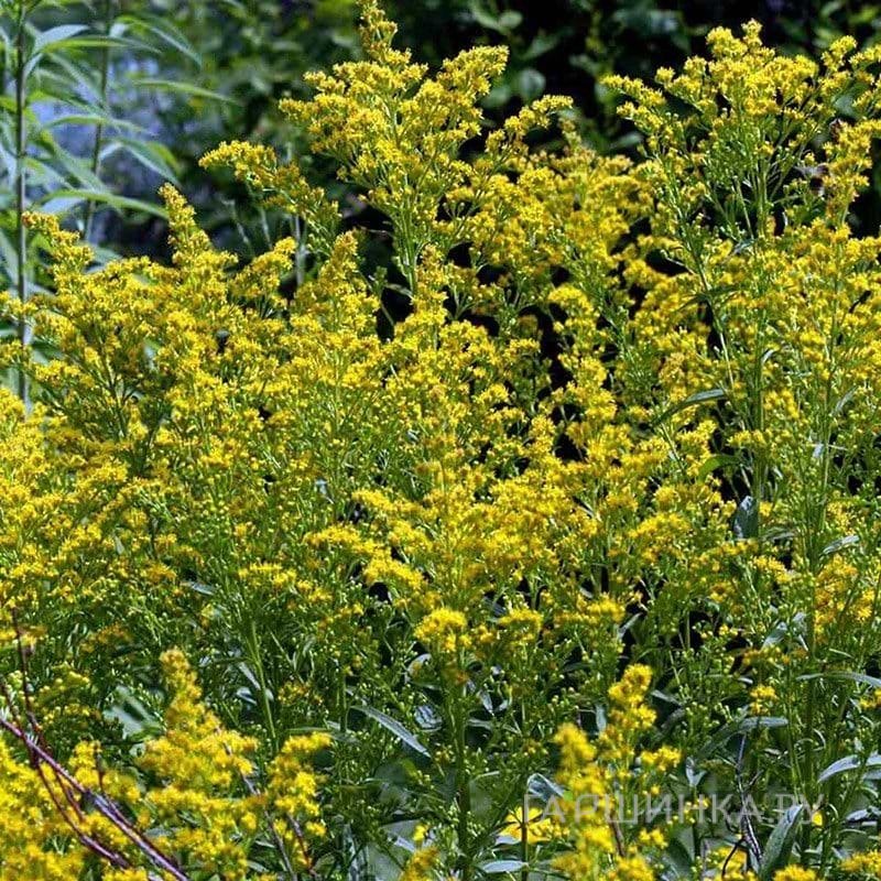 Золотарник (солидаго) гибридный Страхленкрон