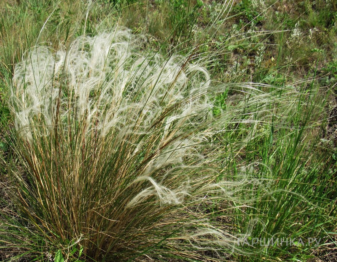 Ковыль перистый