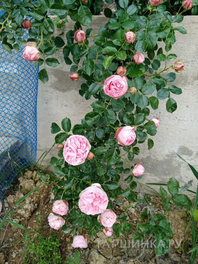 Роза Альков плетистая, Imperial Rose