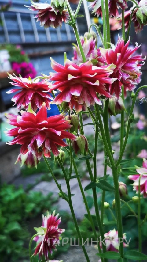 Аквилегия Нора Барлоу