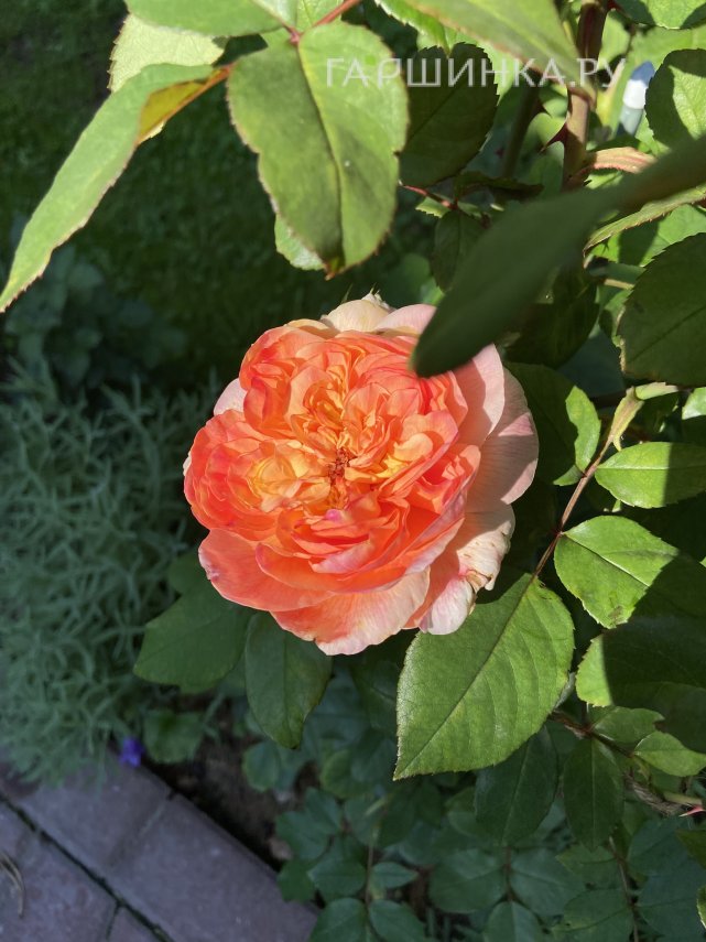 Роза Папи Дельбар, Дельбар (лиц)