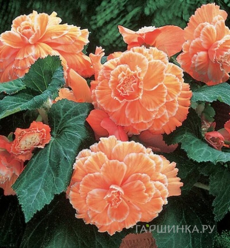 Бегония Пикоти Лейс Оранж 1шт