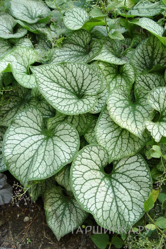 Бруннера Александр Грейт