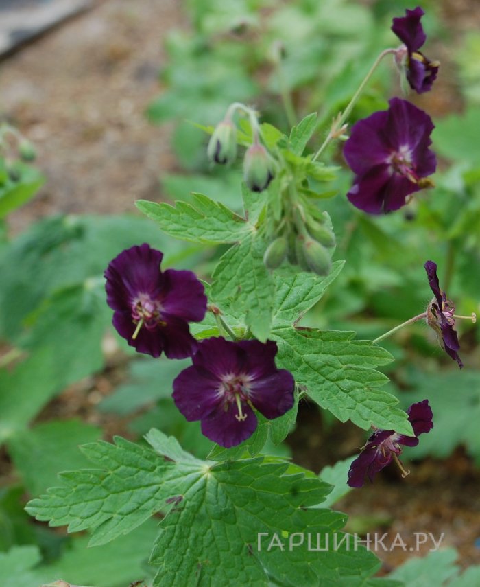 Герань Ревен темная