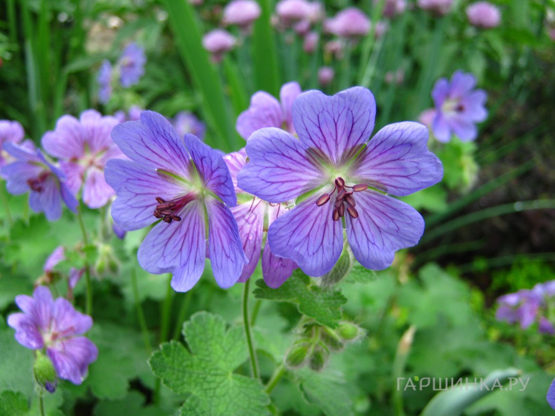 Герань Филипп Ваппель
