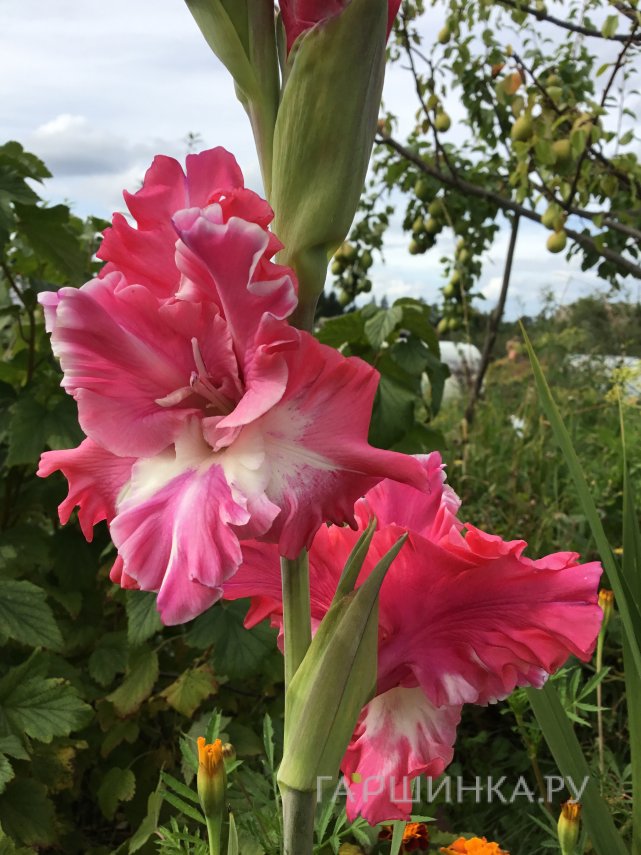 Гладиолус Новый кардинал
