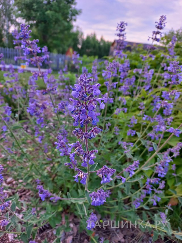 Котовник Фассена Уолкерс Лоу