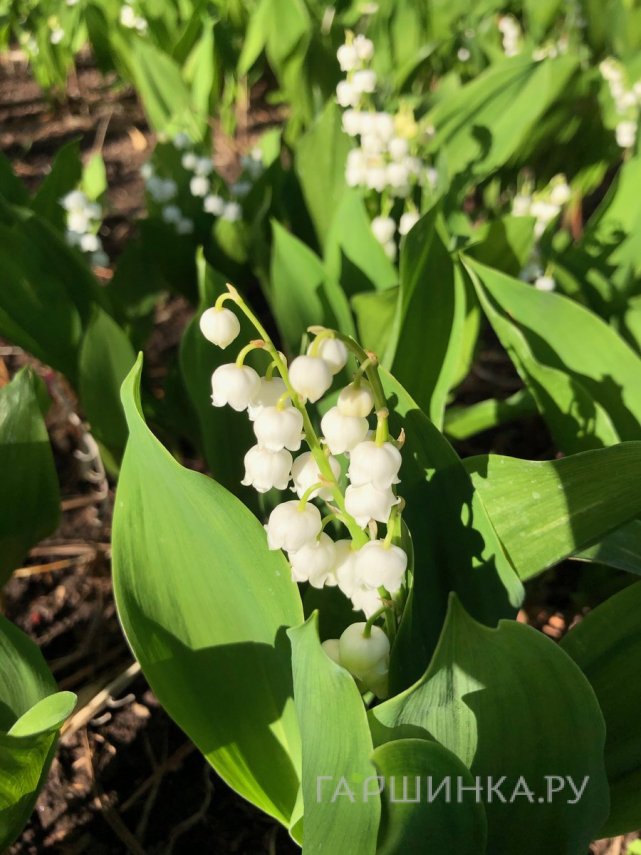 Ландыш майский Бордо