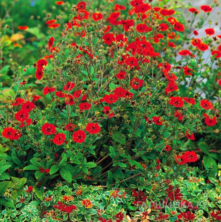 Лапчатка темно-кроваво-красная