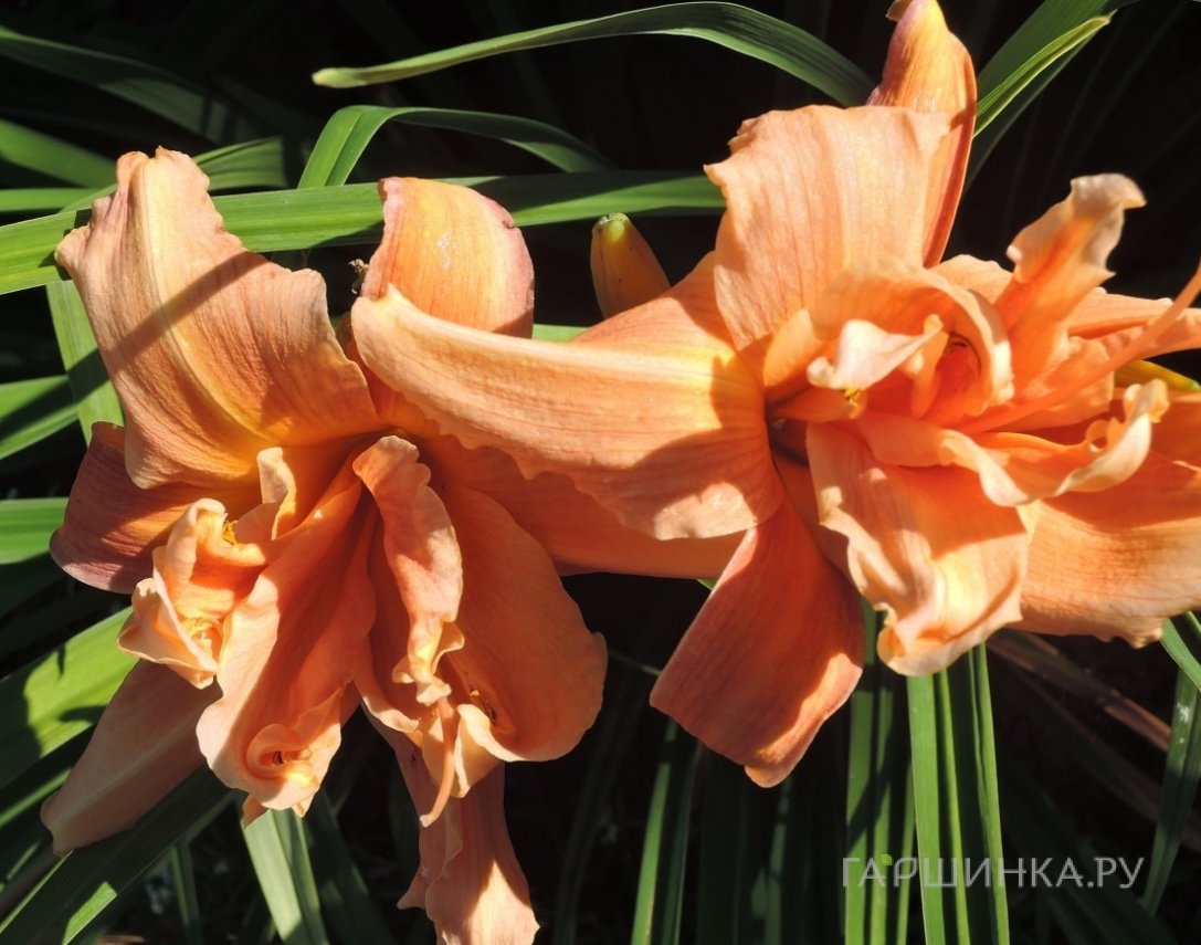 Лилейник Флауэр Баскет