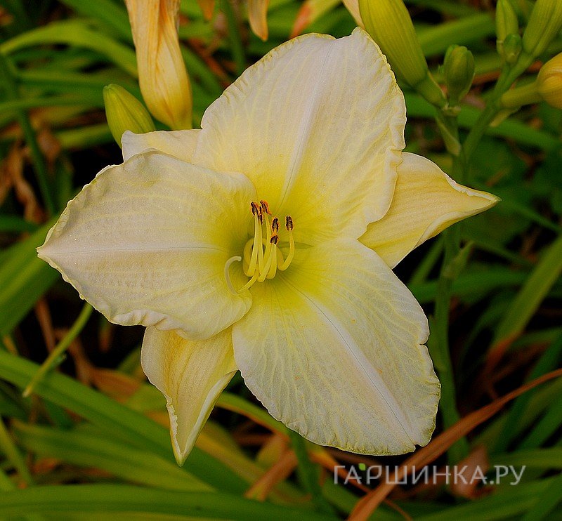 Лилейник Айс Карнивал