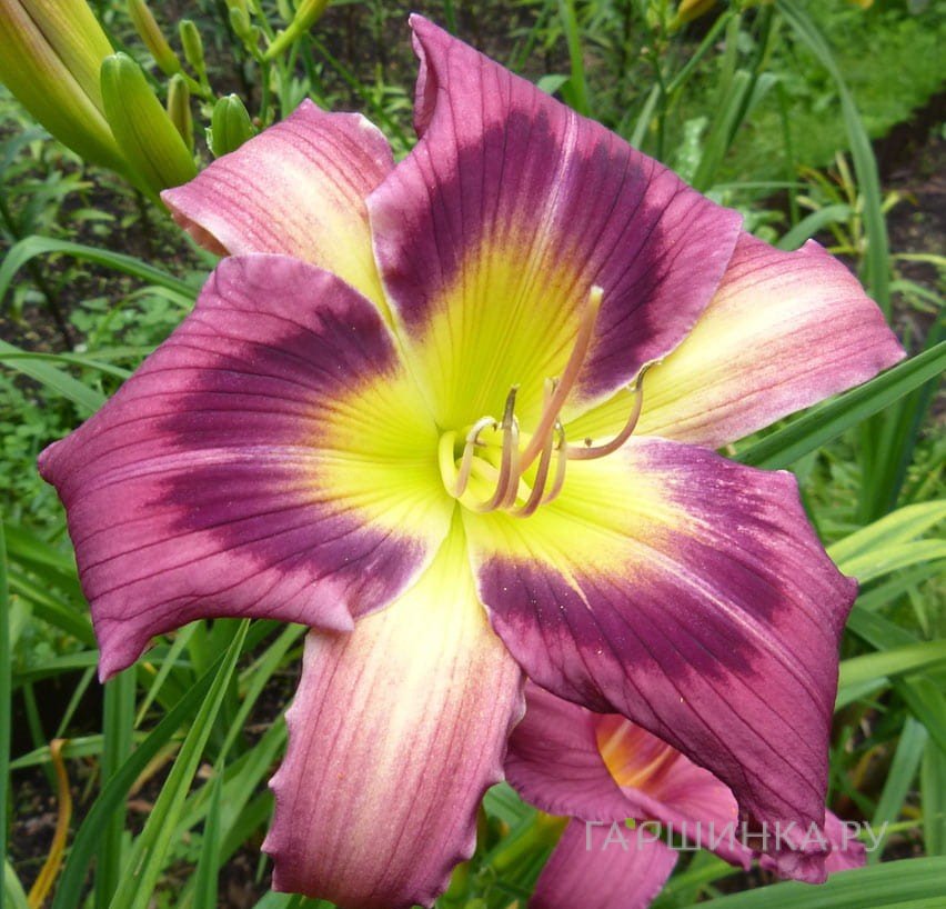 Лилейник Меджик Дансер