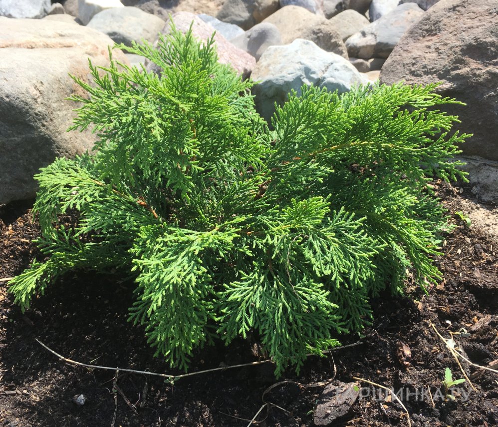 Микробиота перекрестнопарная