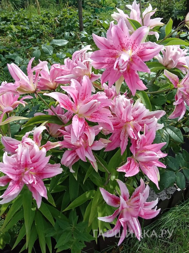 Лилия Брокен Харт восточная махровая