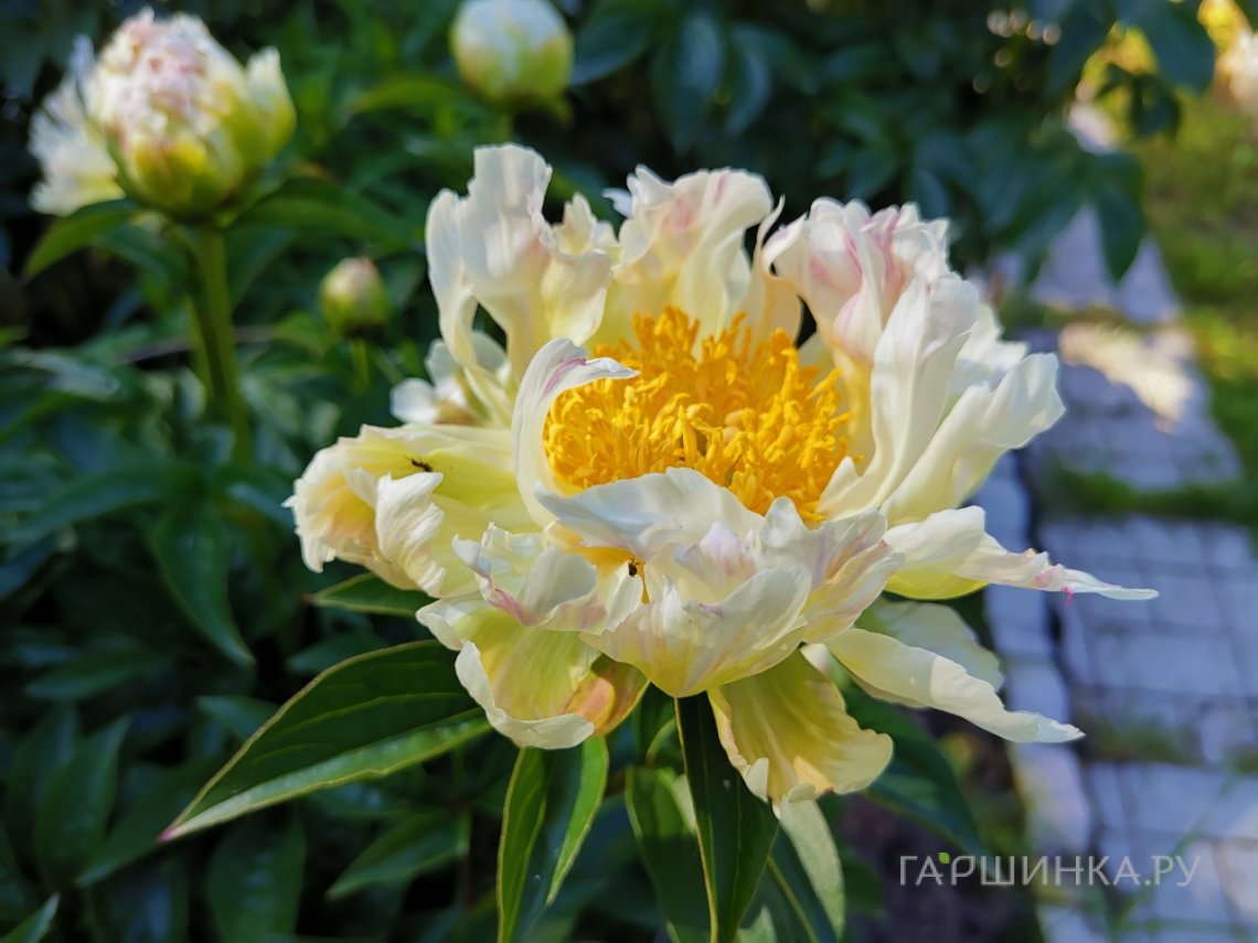 Пион Грин Лотус