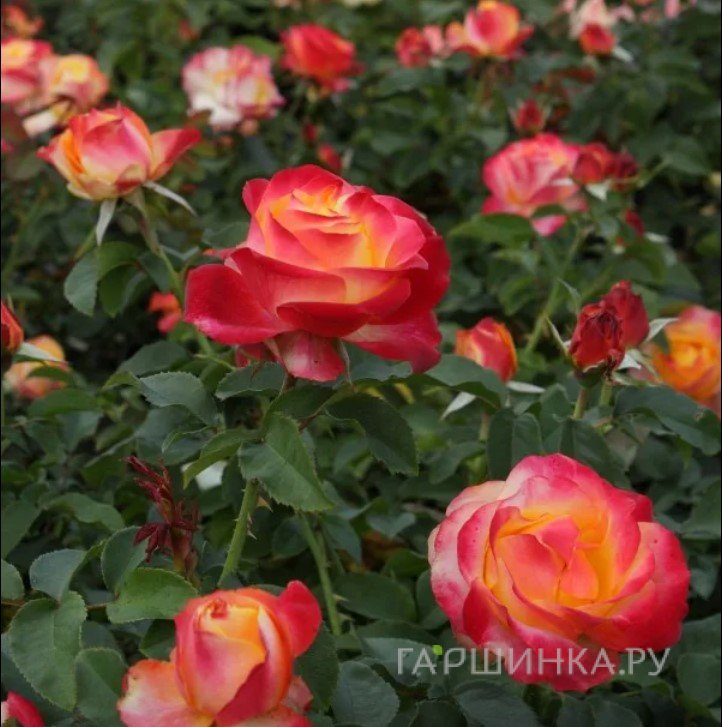 Роза Антигуа, Интерплант (лиц)