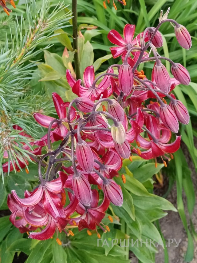 Лилия Клод Шрайд кудреватая 1шт