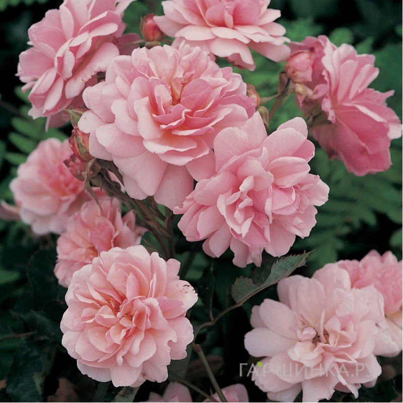 Роза Фелисия, Гийо (лиц)