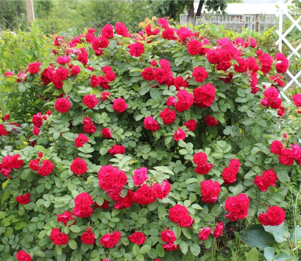 Роза Хансалэнд ругоза (лиц)