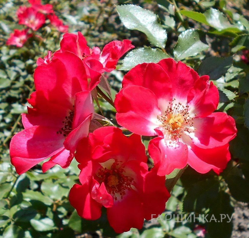 Роза Черри Мейдилэнд, Мейян (лиц)