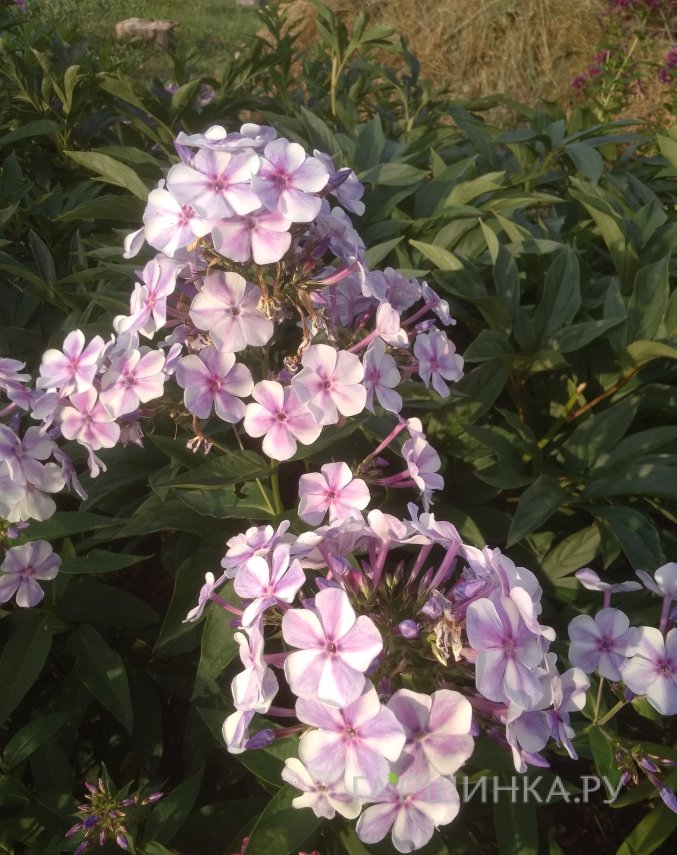 Флокс Капитан