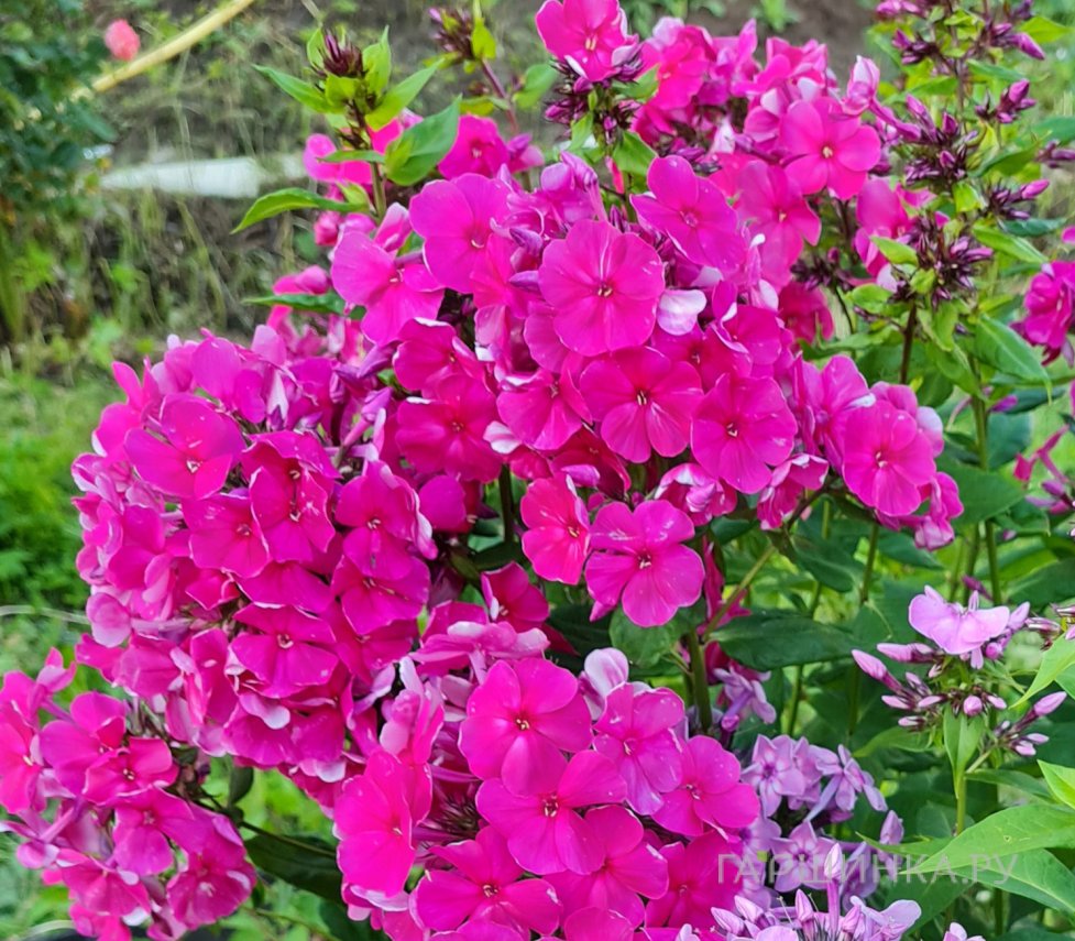 Флокс Тенор метельчатый