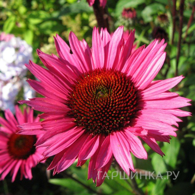 Эхинацея Фатал Эттрэкшн